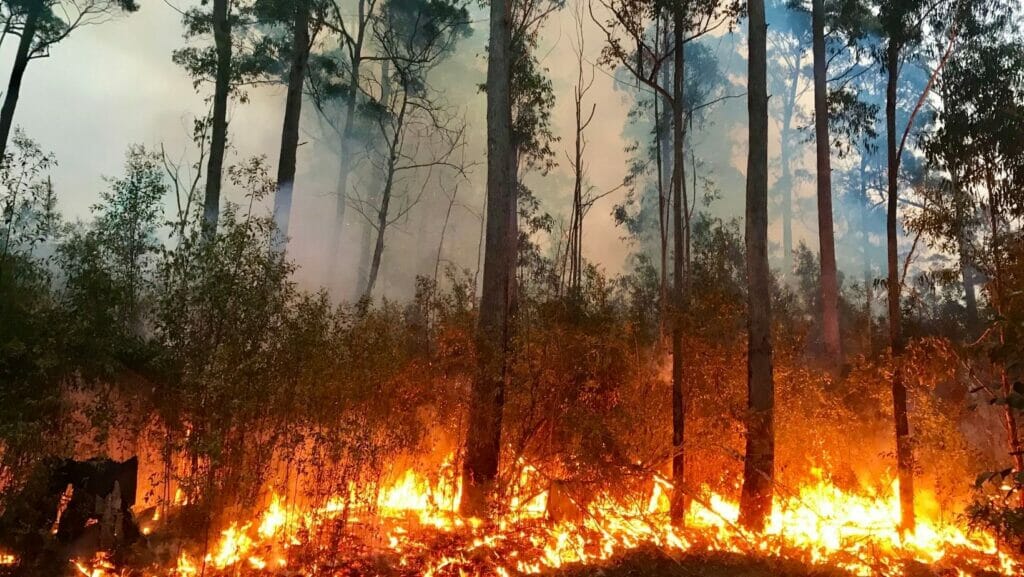 Facts About bushfires