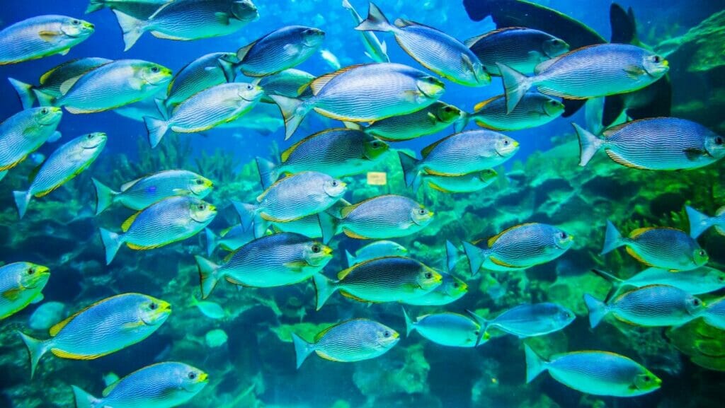facts about fish