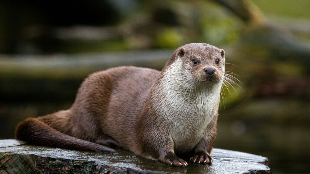 facts about otters