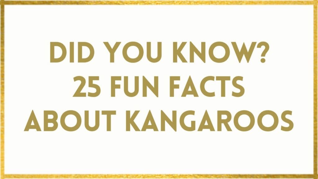 facts about kangaroos
