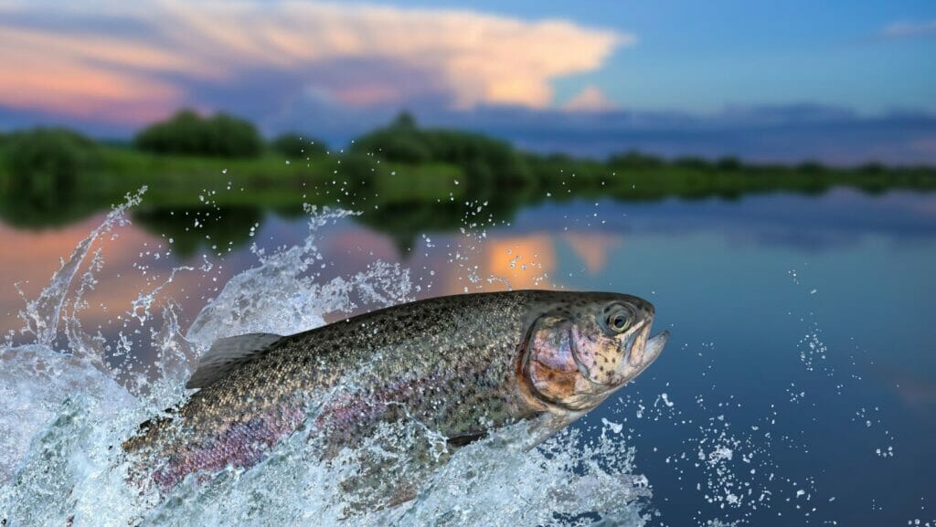 facts about fish