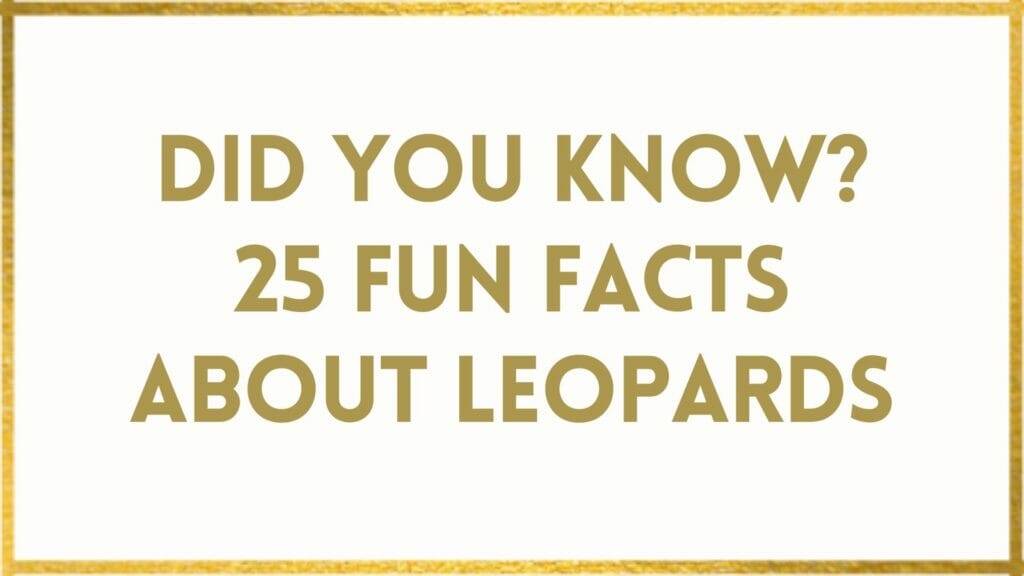 facts about leopards