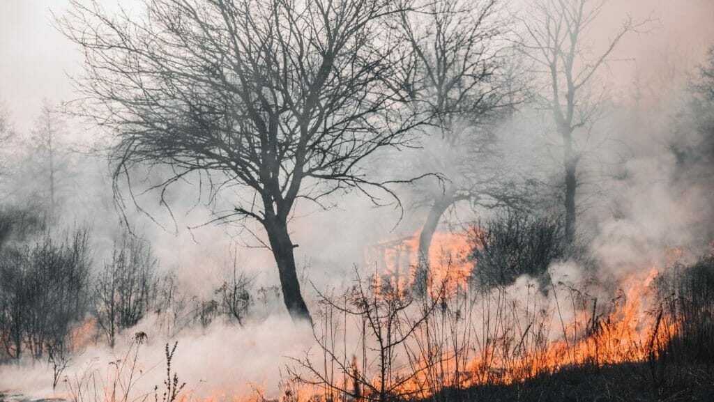 Facts About bushfires