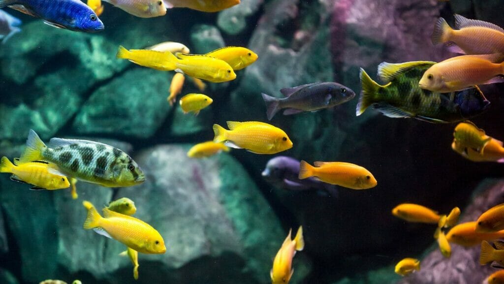 facts about fish