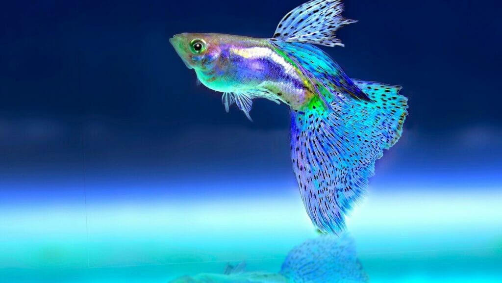 facts about fish