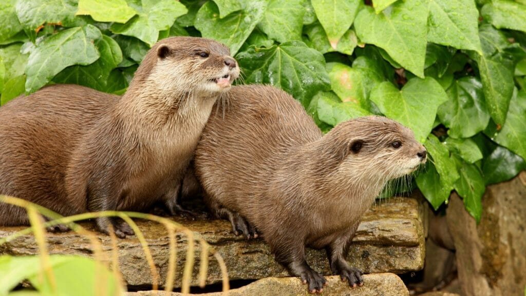 facts about otters