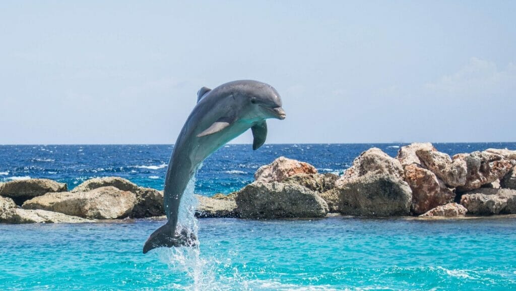 facts about dolphins