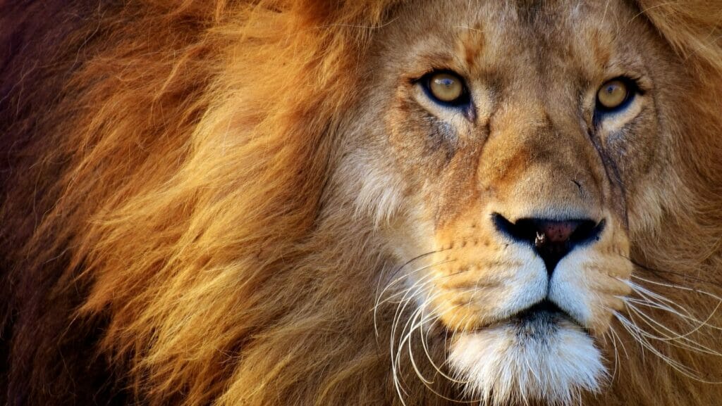 facts about lions