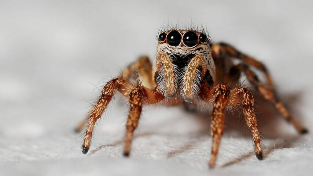 facts about spiders