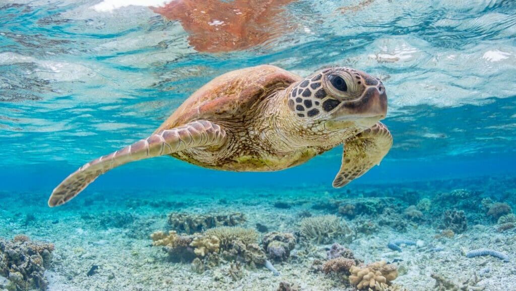 facts about Great Barrier Reef