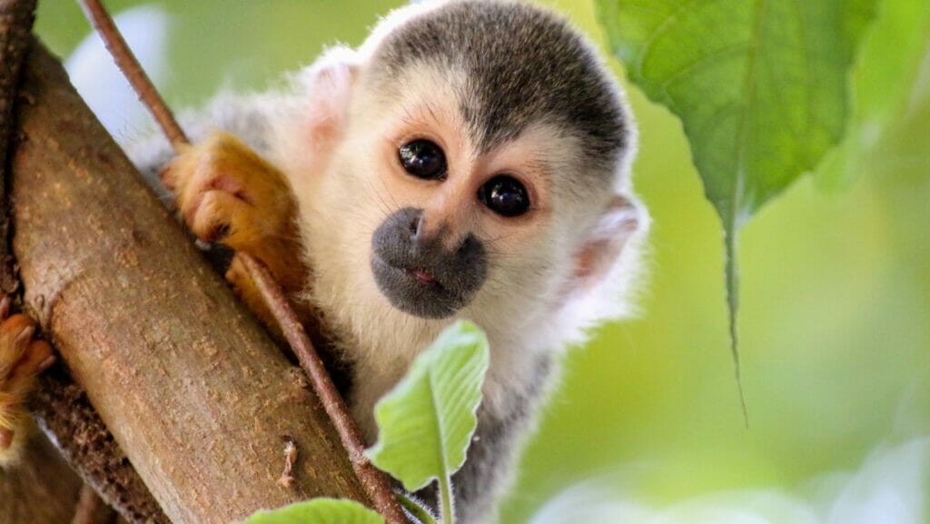 facts about monkeys