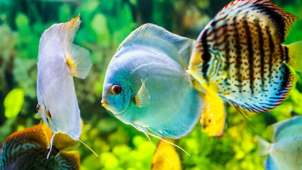facts about fish
