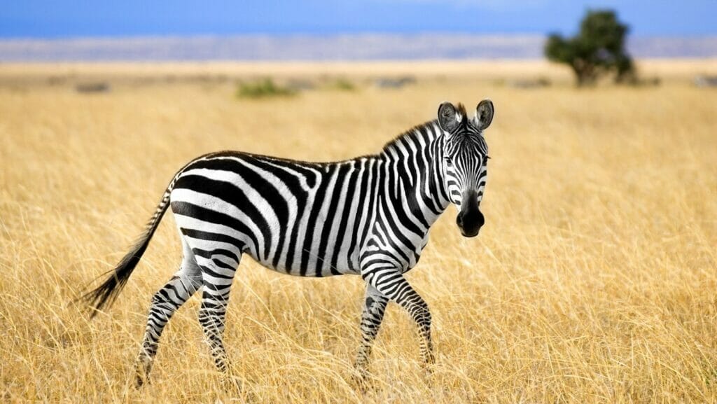 facts about zebras
