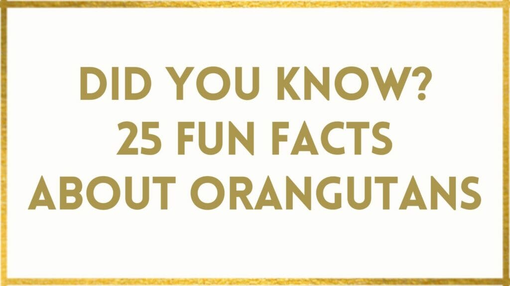 facts about orangutans