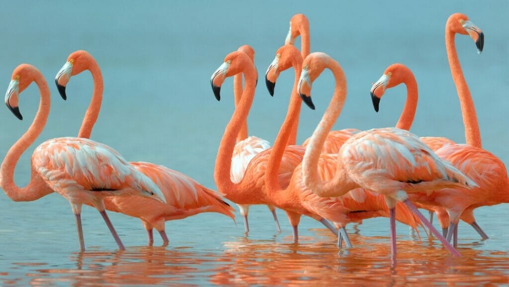 facts about flamingos
