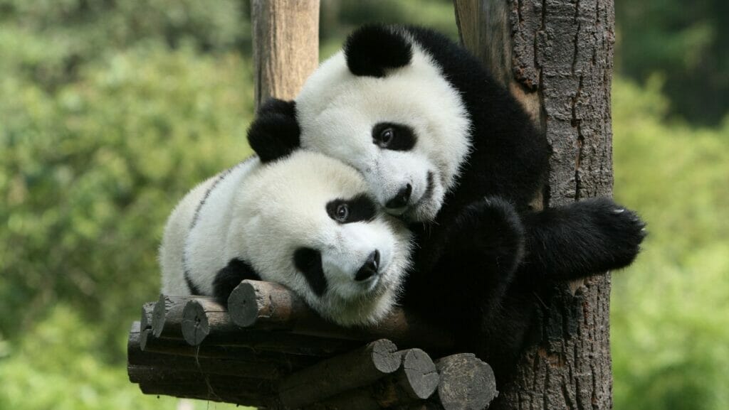 facts about pandas