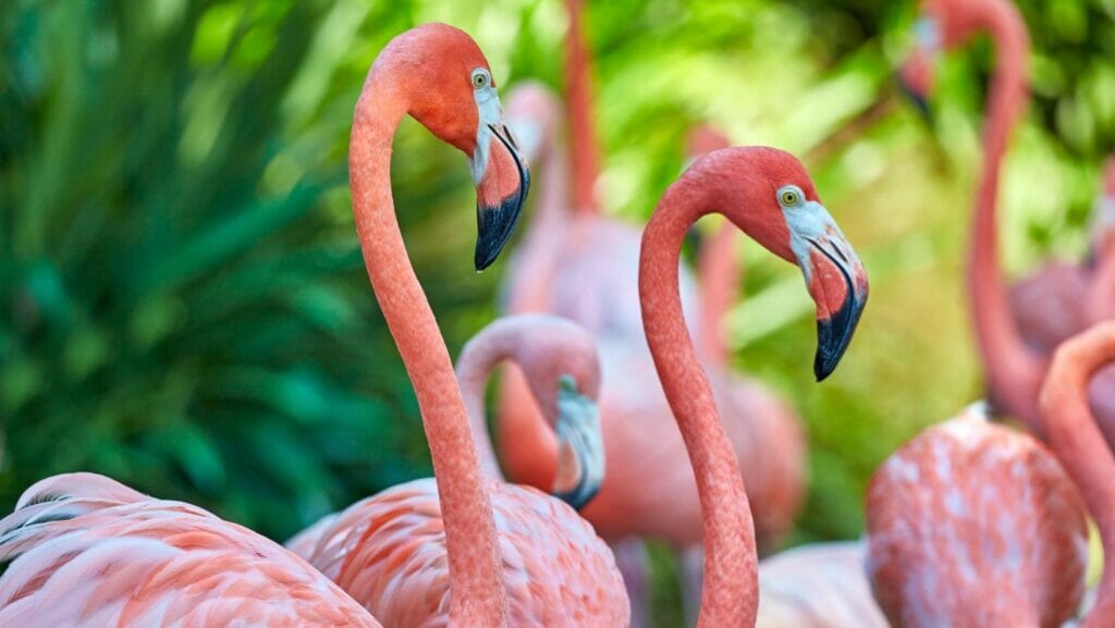 facts about flamingos