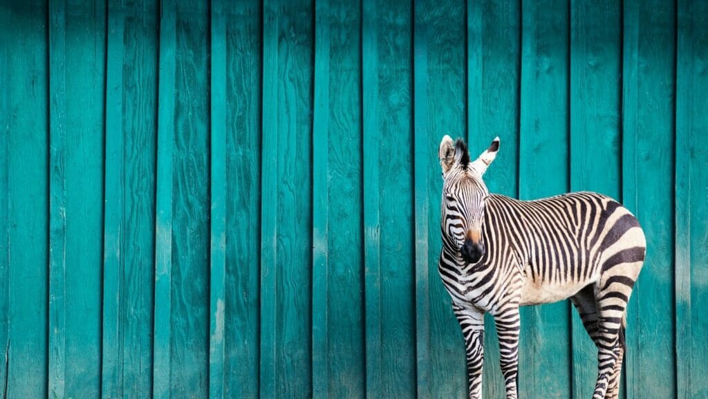 facts about zebras