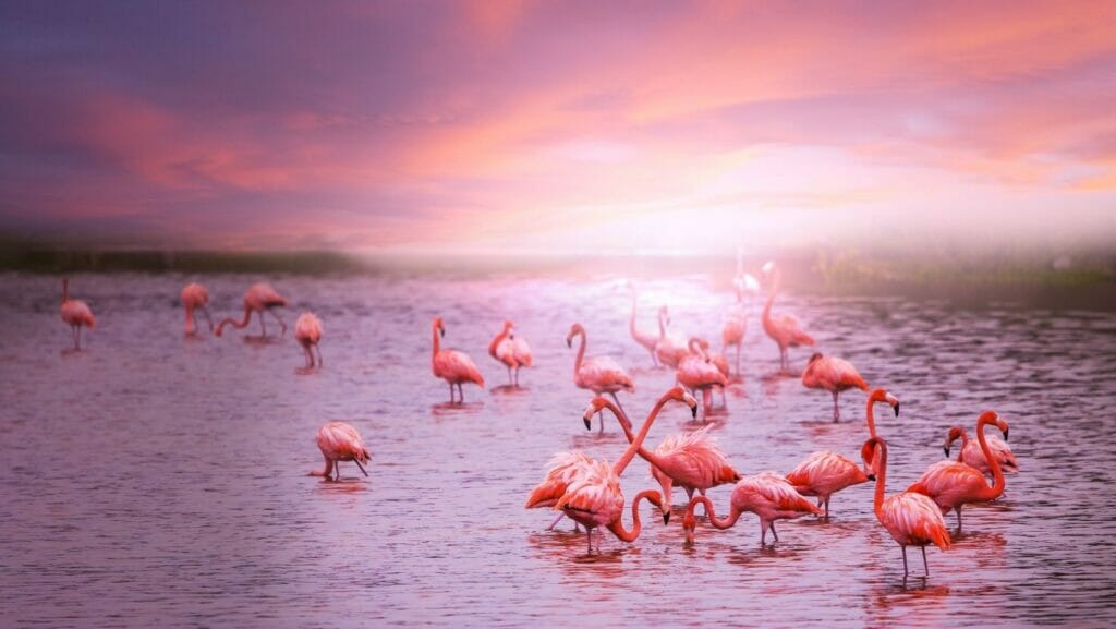 facts about flamingos