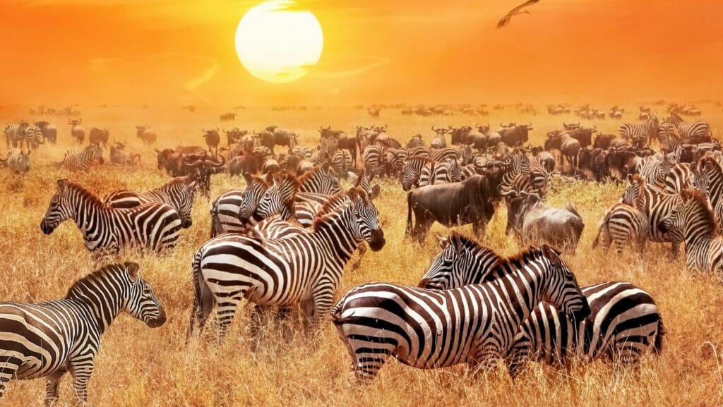 facts about zebras