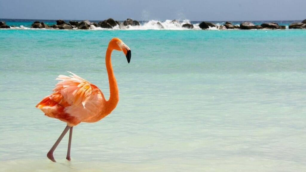 facts about flamingos