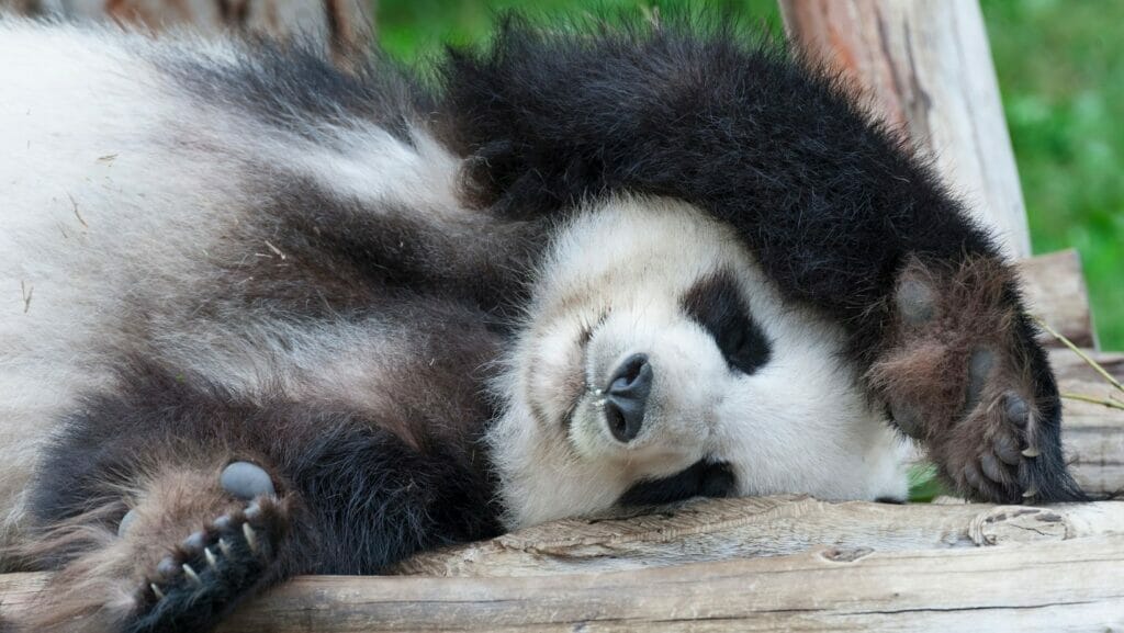 facts about pandas