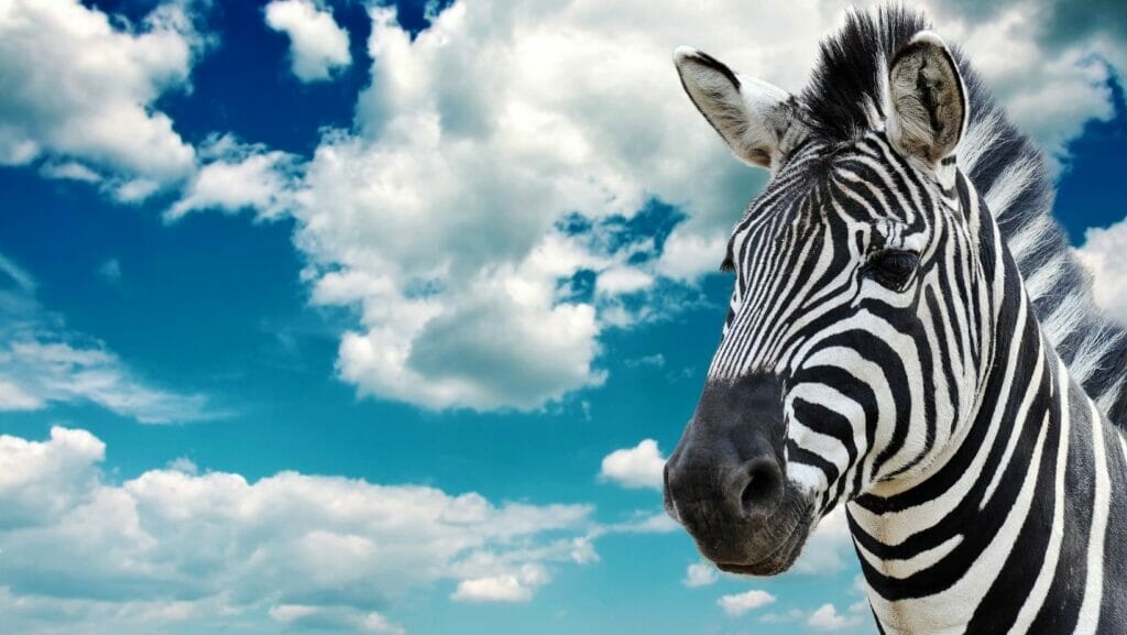 facts about zebras