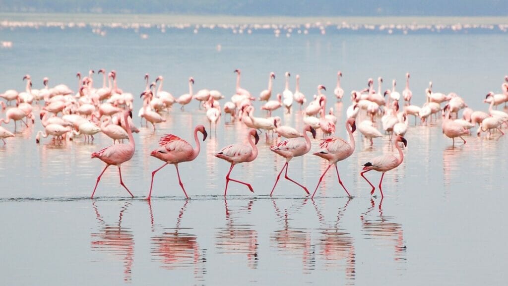 facts about flamingos