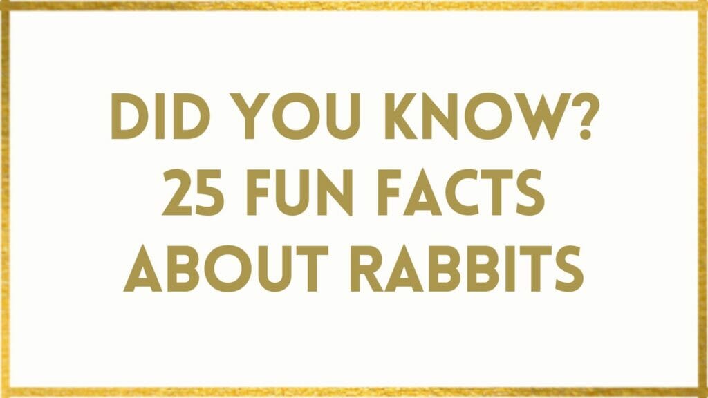 facts about rabbits