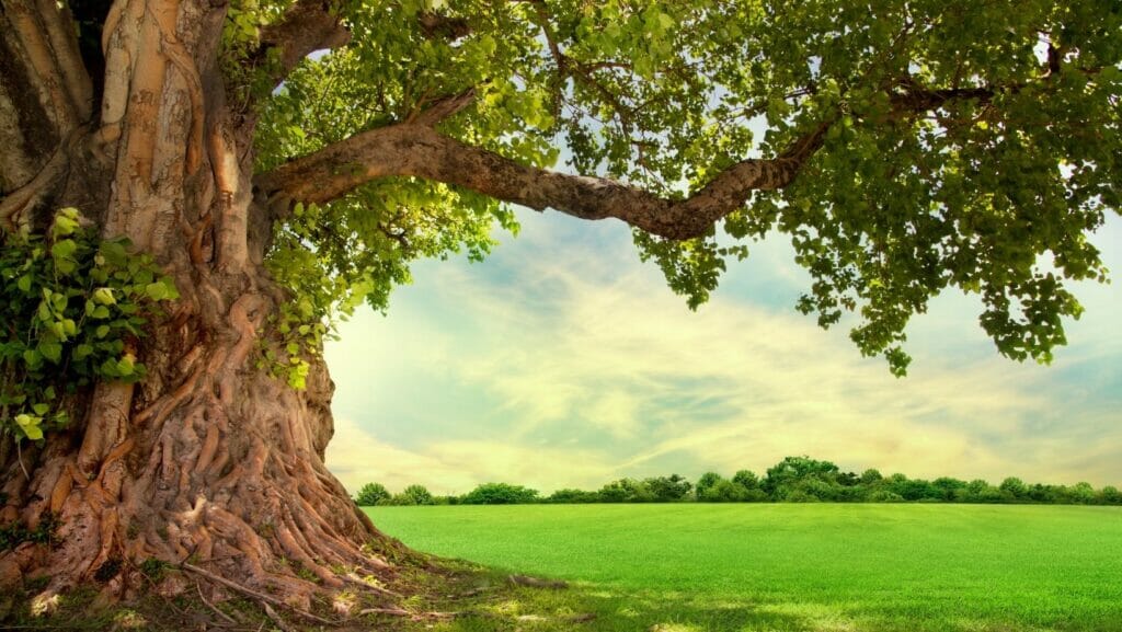 Facts About Trees