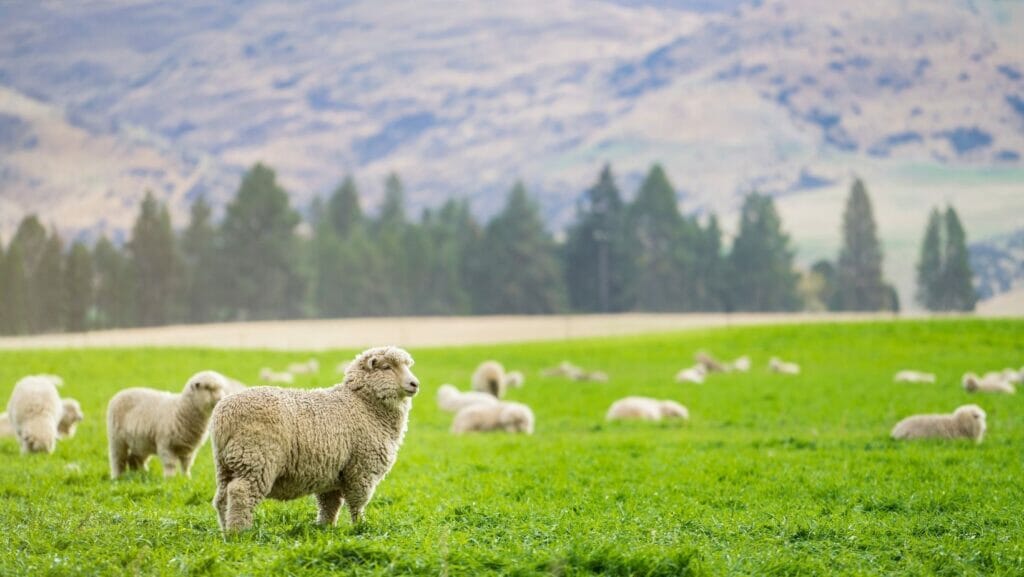 facts about new zealand
