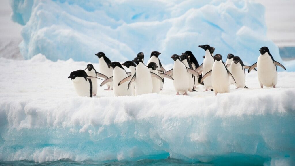 facts about penguins