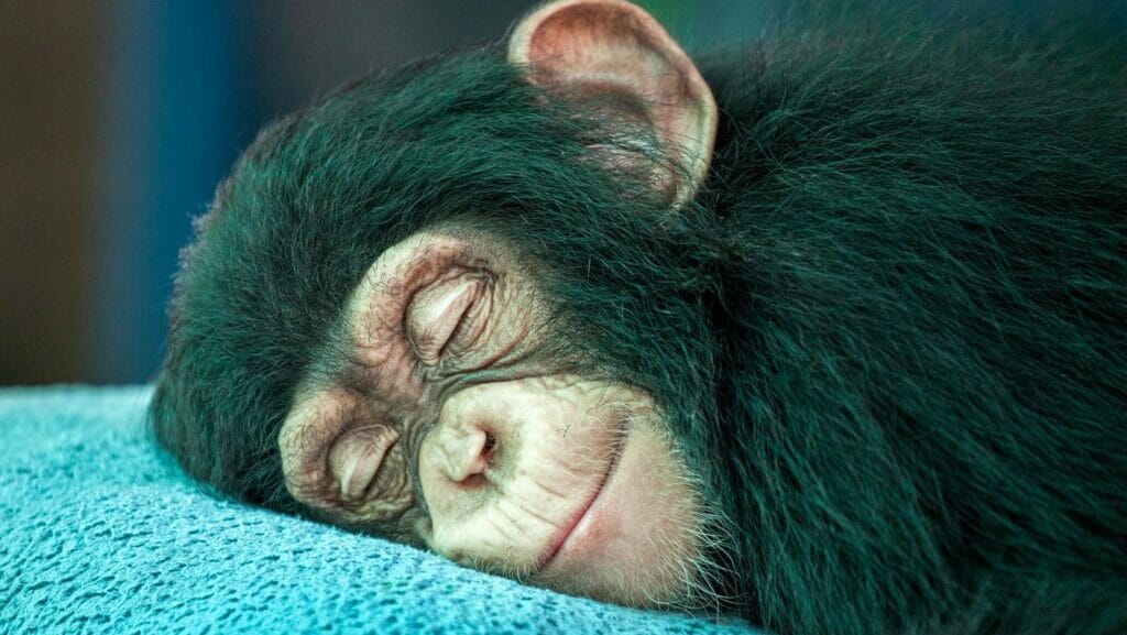 facts about monkeys