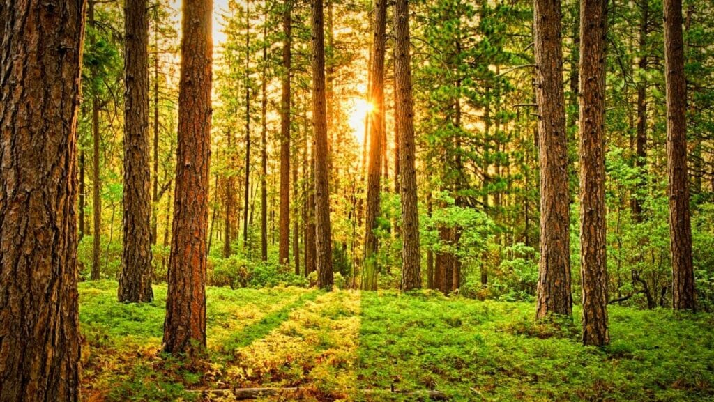 Facts About Trees