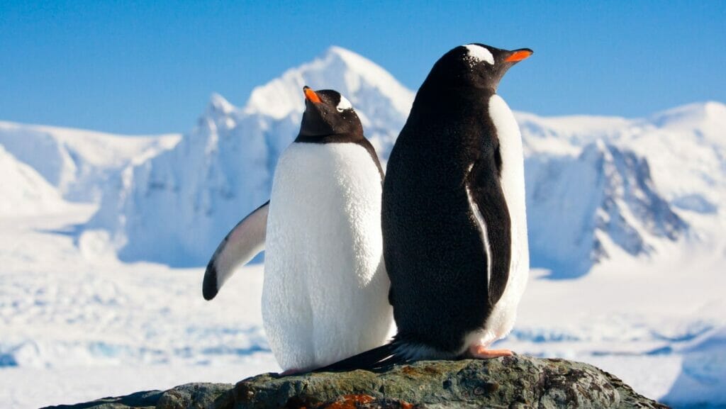 facts about penguins