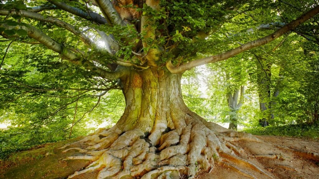 Facts About Trees