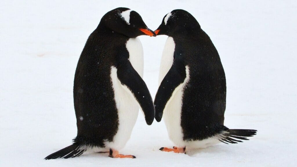 facts about penguins