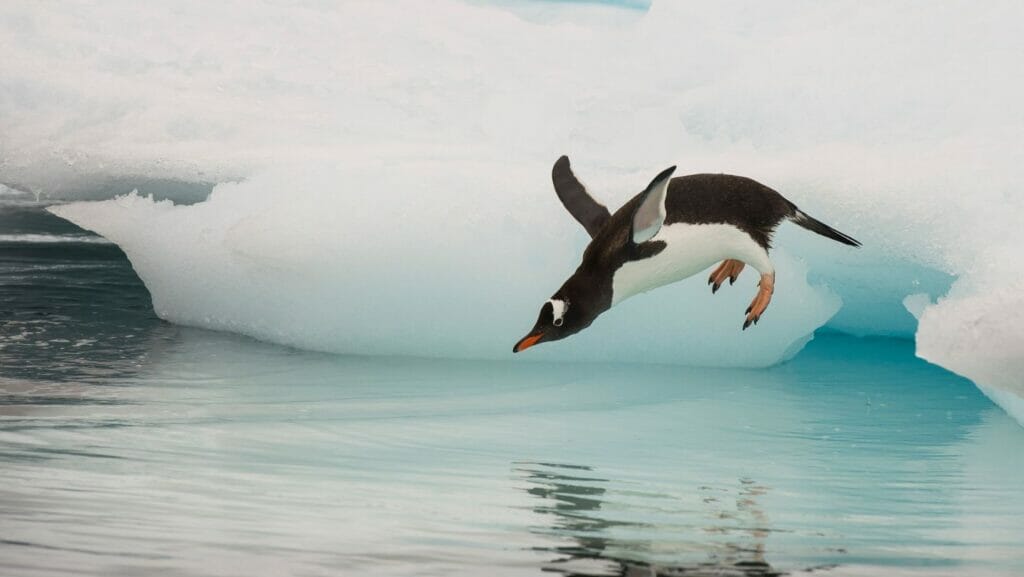 facts about penguins