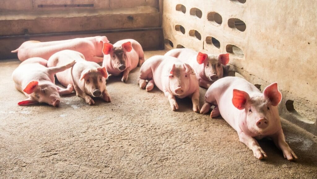 facts about pigs