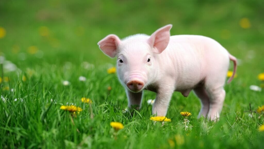 facts about pigs