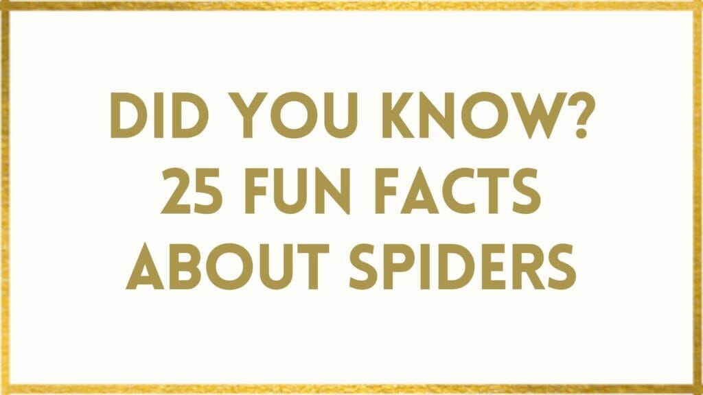 facts about spiders
