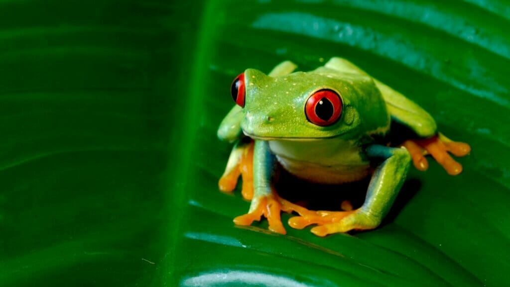 Facts About Frogs