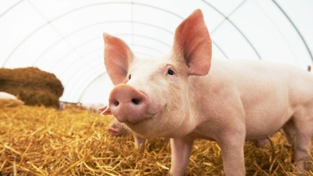 facts about pigs