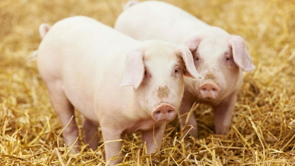 facts about pigs