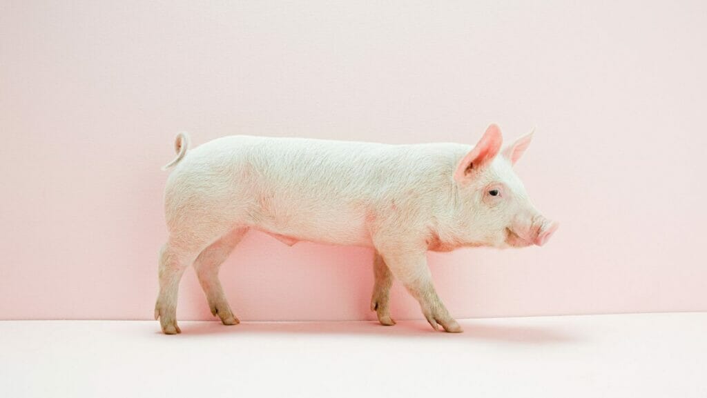 facts about pigs