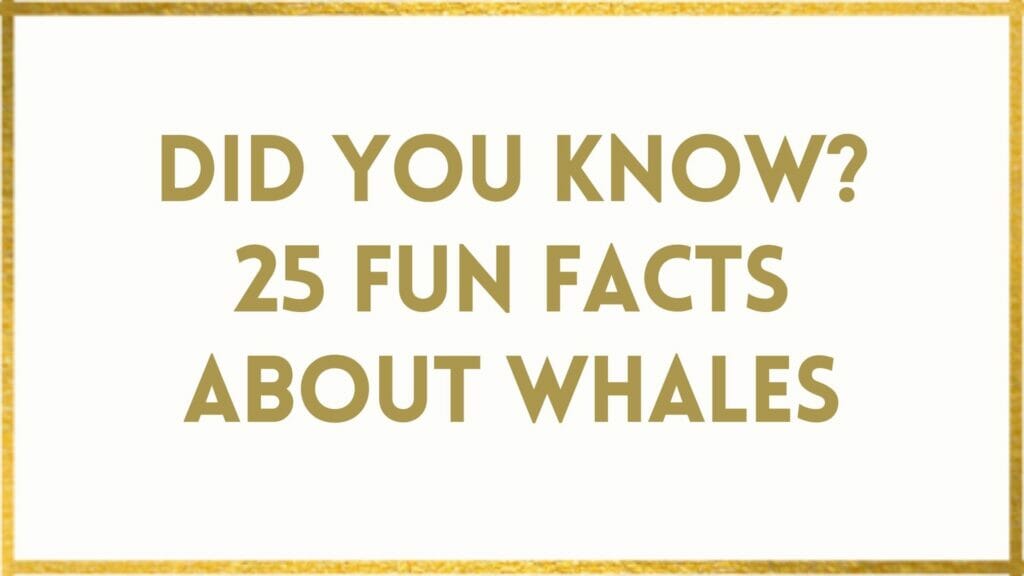 facts about whales
