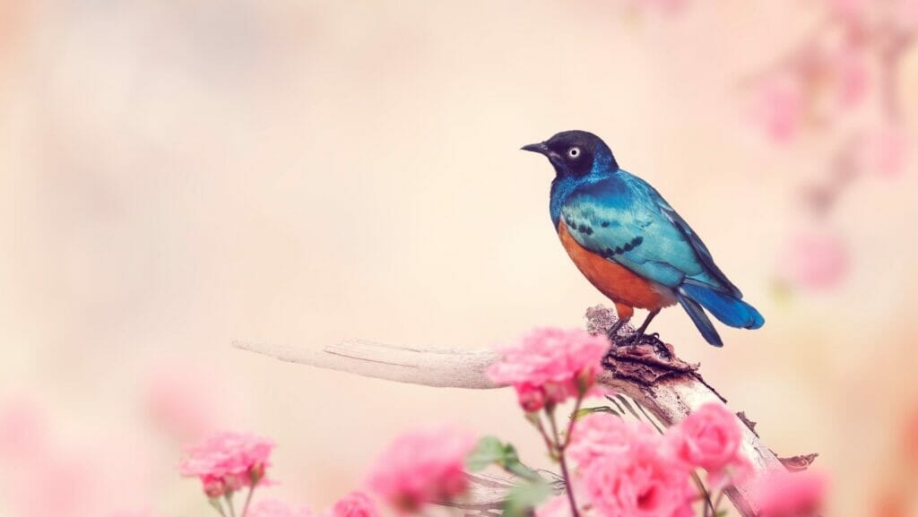 facts about birds