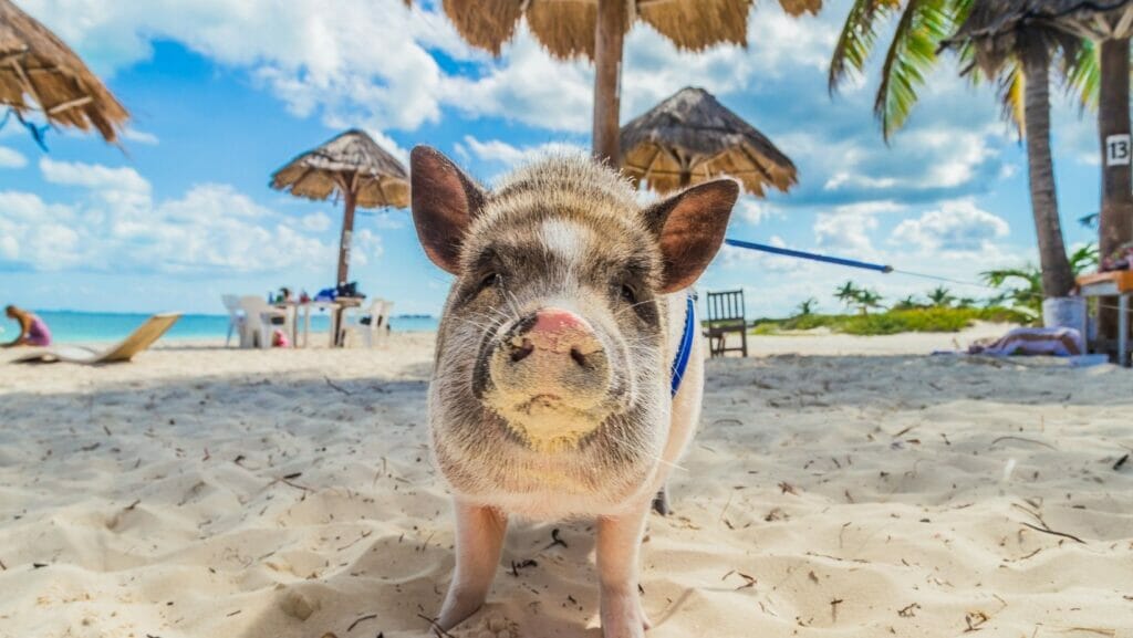 facts about pigs