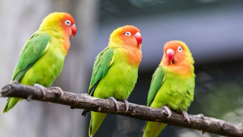 facts about birds
