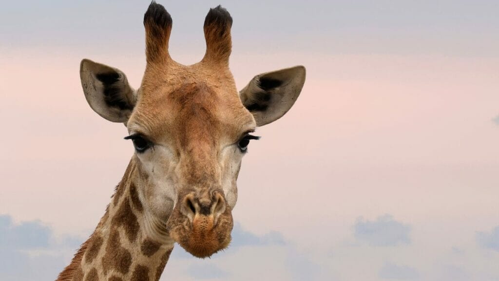 facts about giraffes